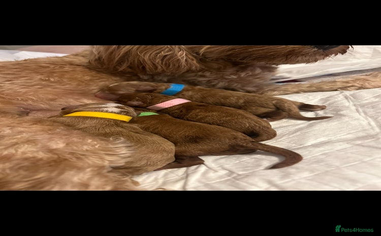 Cavapoo dogs - Advert 13