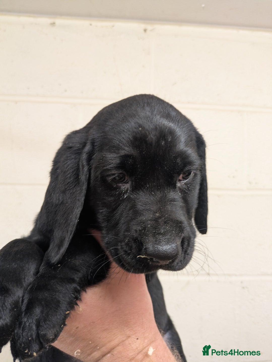 Labrador Retriever dogs for sale: Gorgeous Labrador Puppies for sale - Image 3