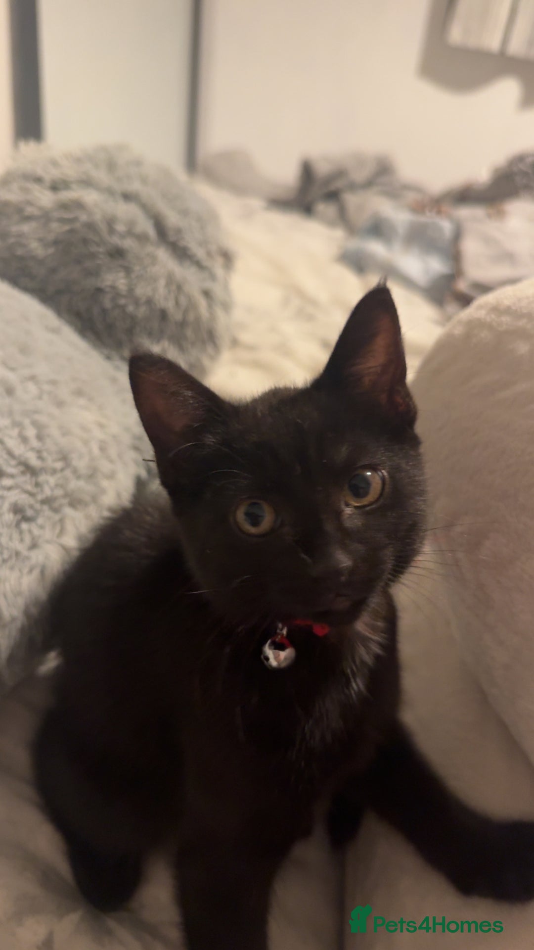 Mixed Breed cats for sale: female kittens. - Advert 8