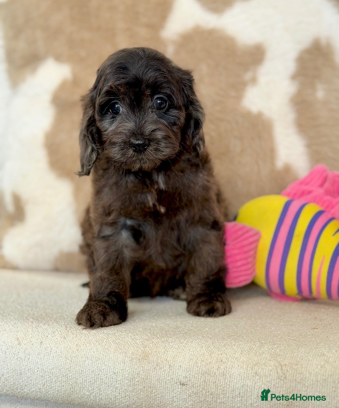 Cockapoo dogs Beautiful Cockapoo puppies  - Advert 2