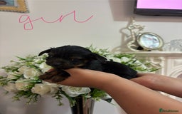 Yorkshire Terrier dogs for sale: Beautiful Yorkshire terrier puppies - Image 11