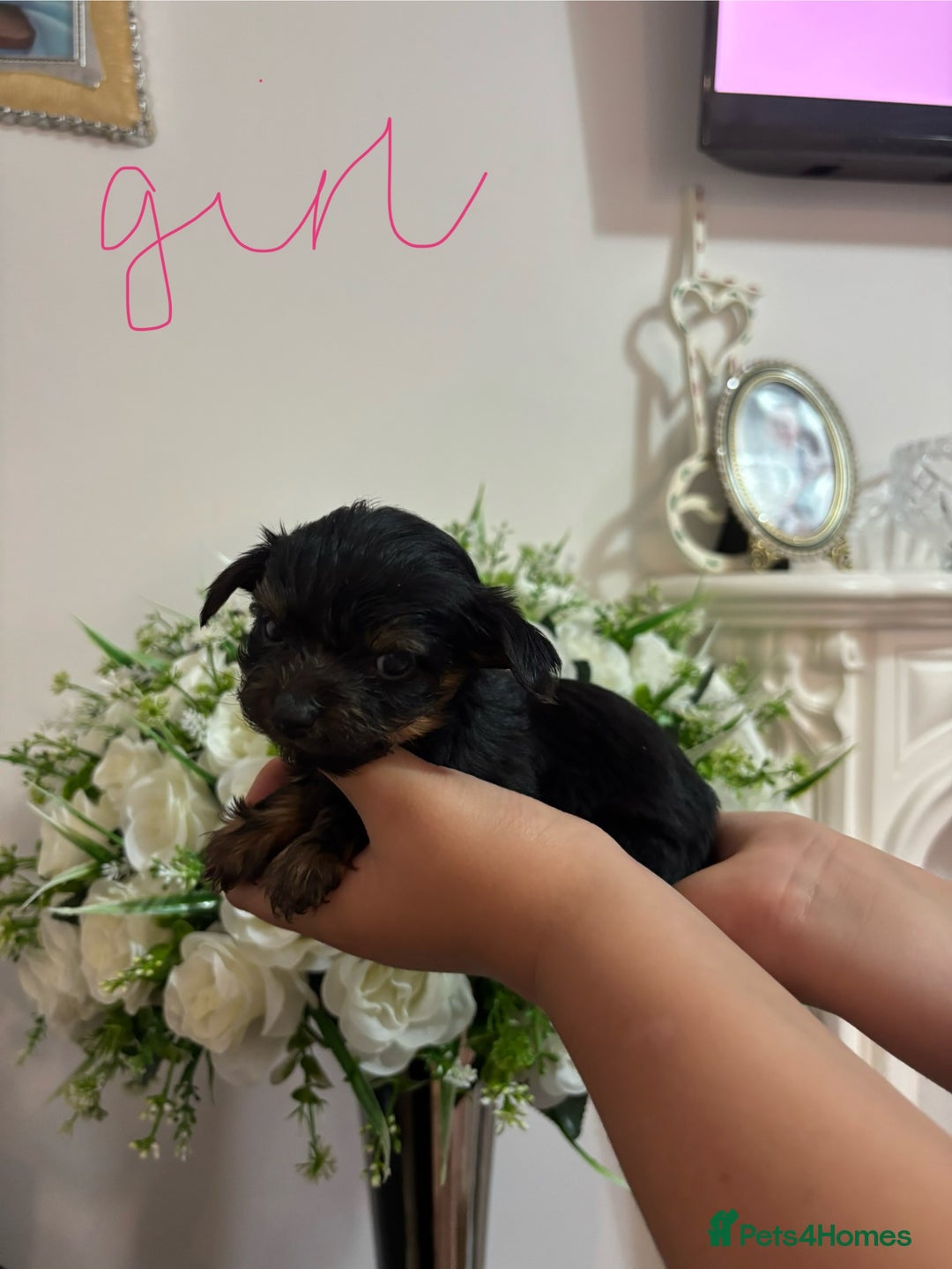 Yorkshire Terrier dogs for sale: Beautiful Yorkshire terrier puppies - Image 11