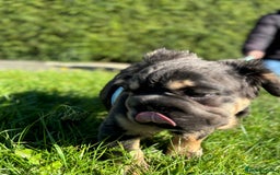 French Bulldog dogs for sale: Last boy ! 🫶whole litter based on health ❤️ - Image 18