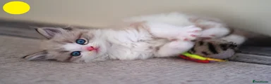 Yellow Circle kitten