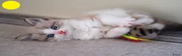 Mixed Breed cats for sale: 3 Siamese and Ragdoll mixed kittens - Advert 2