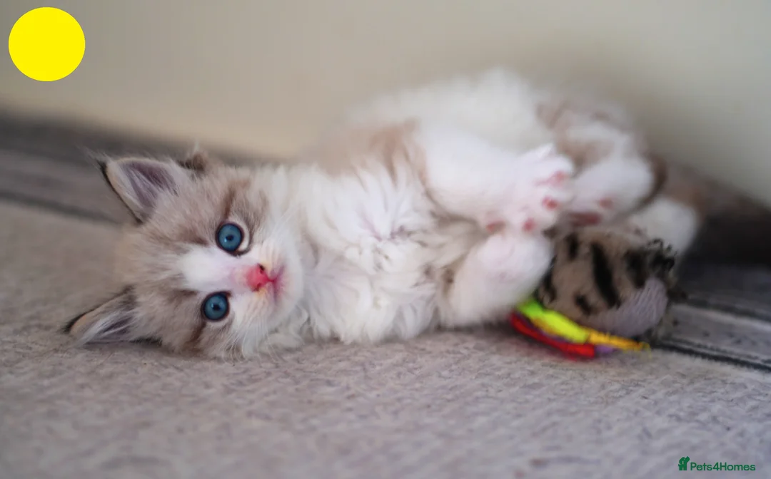 Mixed Breed cats for sale: 3 Siamese and Ragdoll mixed kittens - Advert 2