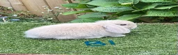 Mini Lop rabbits for sale: Pure bred mini lops baby rabbits  - Advert 7