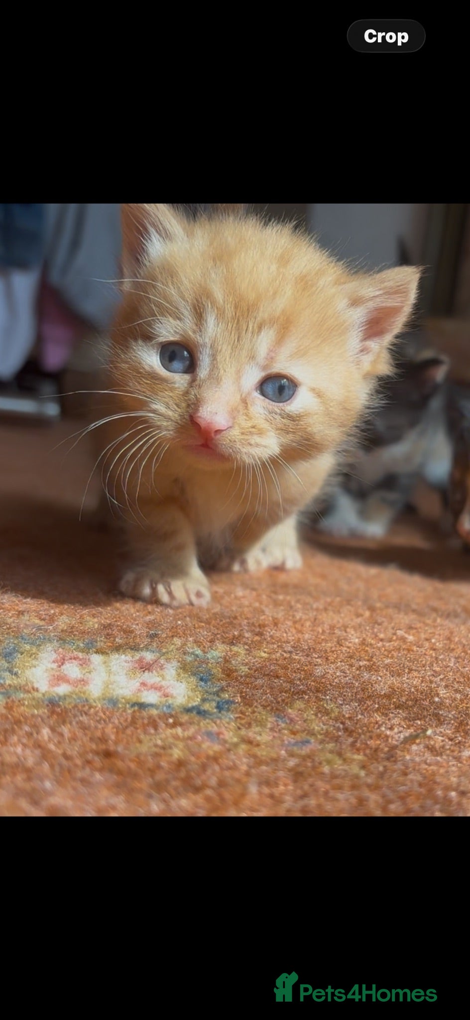 Mixed Breed cats Beautiful Calico & Ginger Kittens. Ready in 3 week - Advert 3