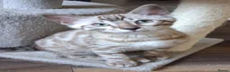 Bengal cats for sale: Stunning snow/silver Bengal kittens - Advert 1