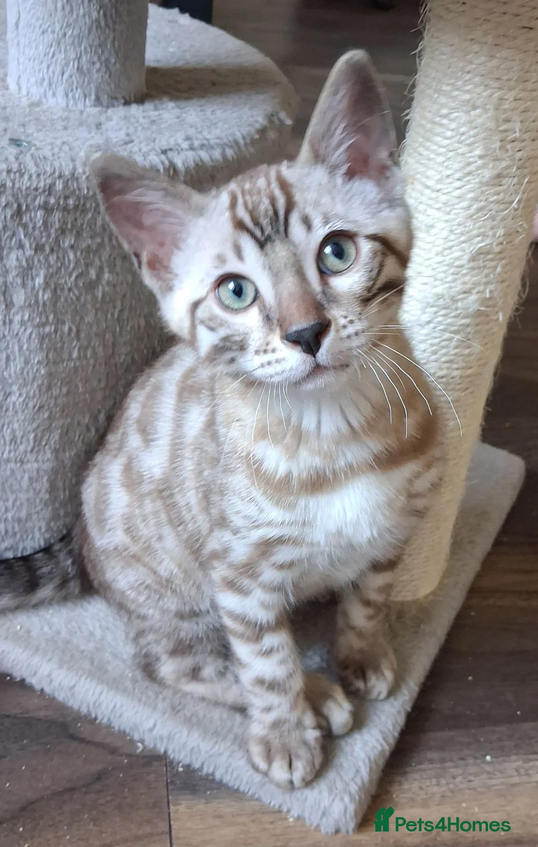 Bengal cats for sale: Stunning snow/silver Bengal kittens - Advert 1