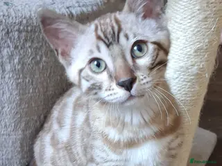 Bengal cats Stunning snow/silver Bengal kittens - Advert 3