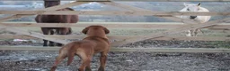 Labrador Retriever dogs for sale: FOX RED LAB PUPS PARENTS EXTENSIVELY HEALTH TESTED - Advert 11