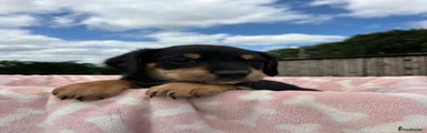 Springador 4