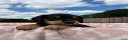 Springador dogs for sale: Beautiful springador puppies  - Advert 10