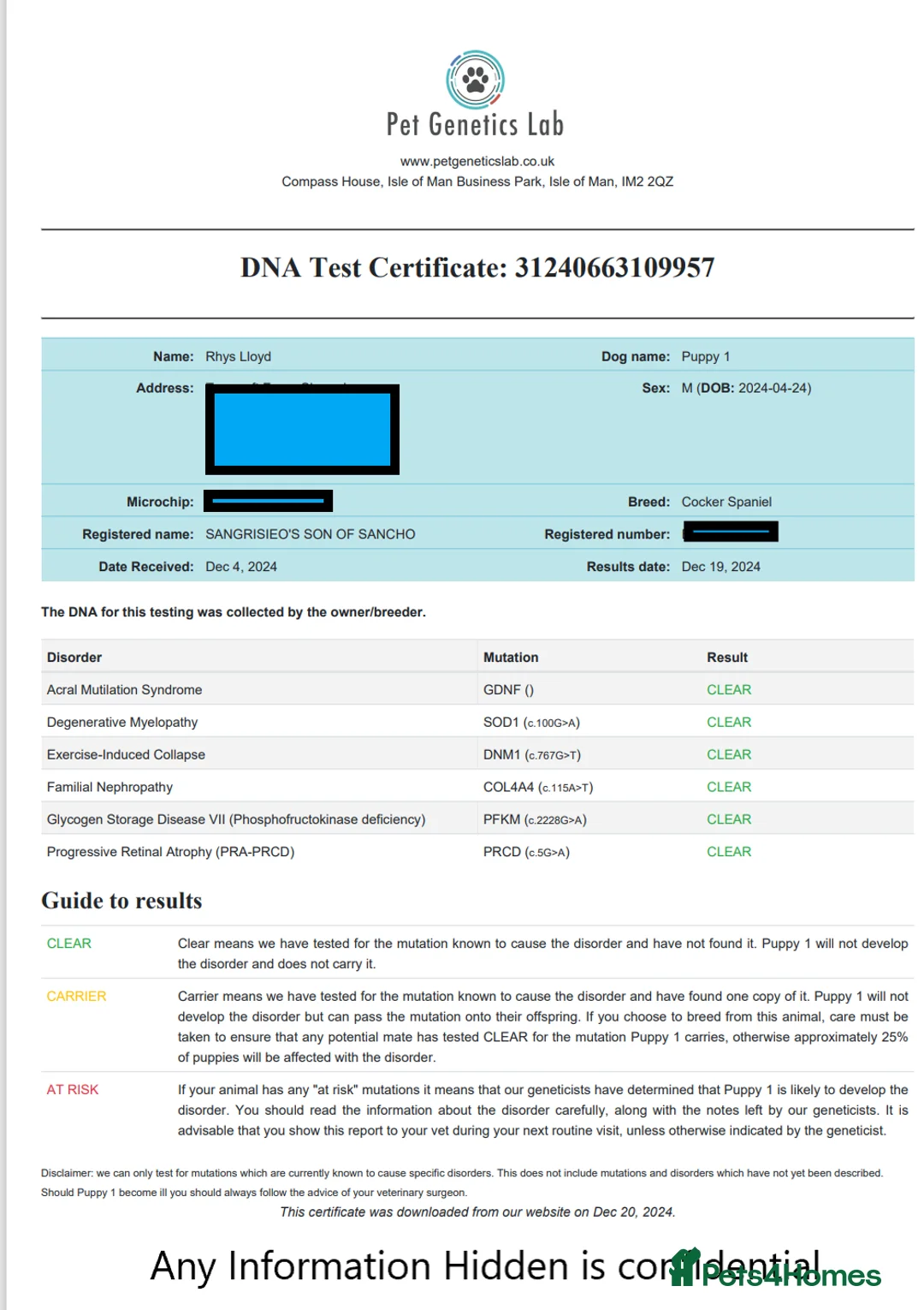 Cocker Spaniel dogs for stud: TRUE TO TYPE- Chocolate & Tan Show Cocker Spaniel in Holywell - Advert 21