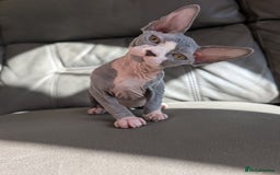Sphynx cats for sale: Last sphynx kitten! - Image 7