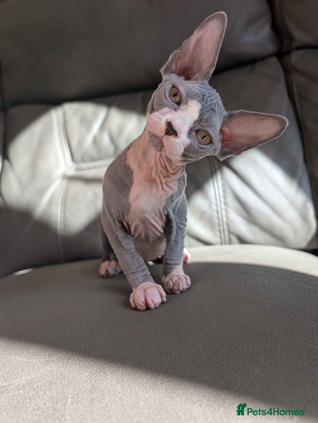 Sphynx cats for sale: Last sphynx kitten! - Image 7