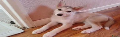 Siberian Husky Puppy 2