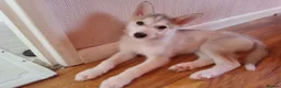 Siberian Husky dogs for sale: Stunning Siberian Husky puppies for sale - Advert 4