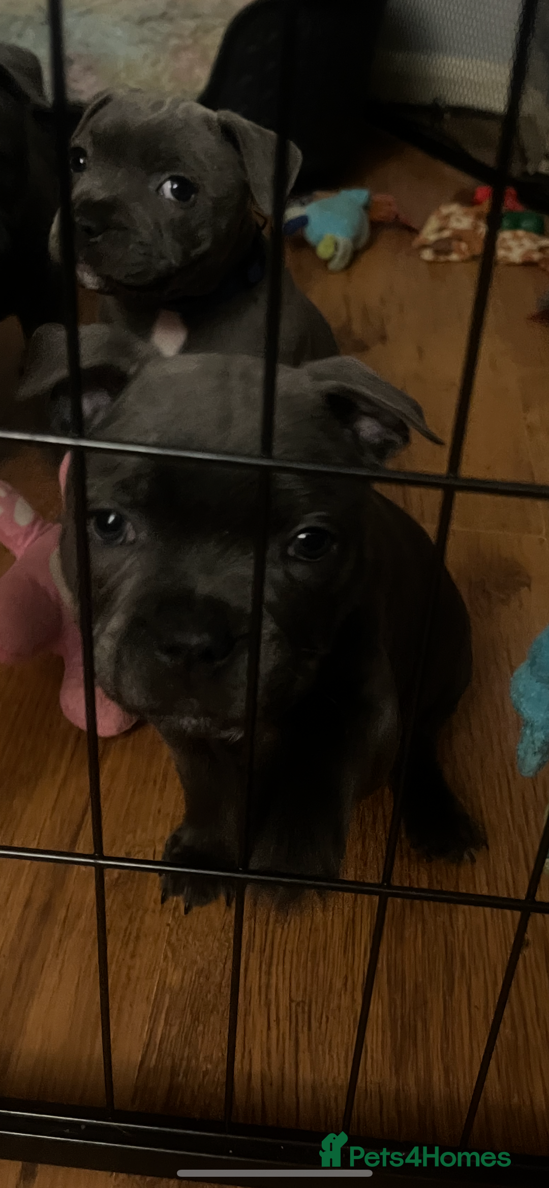 Staffordshire Bull Terrier dogs for sale: One girl KC and DNA health tested  - Advert 4