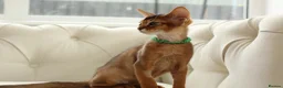 Abyssinian cats for sale: Pure breed Abyssinian kitten GCCF registered  - Advert 7
