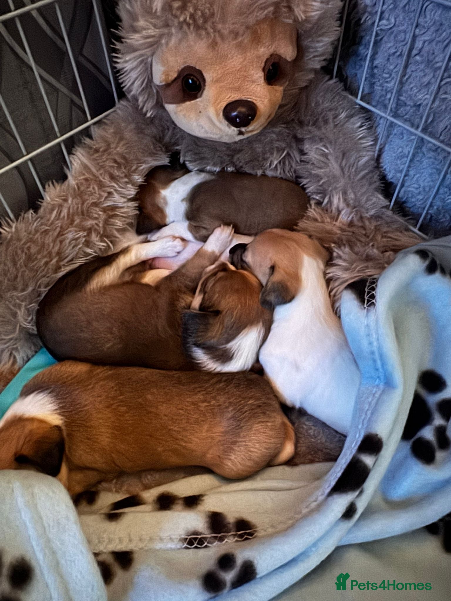 Chihuahua dogs Amazing pomchi babies  - Advert 10