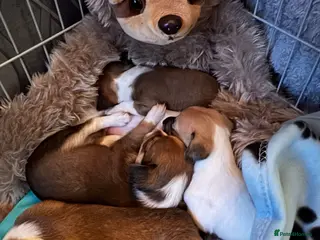 Chihuahua dogs Amazing pomchi babies - Advert 10