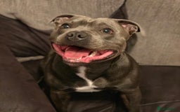 Staffordshire Bull Terrier dogs for stud: Blue Staffordshire bull terrier proven stud in Port Glasgow - Image 2