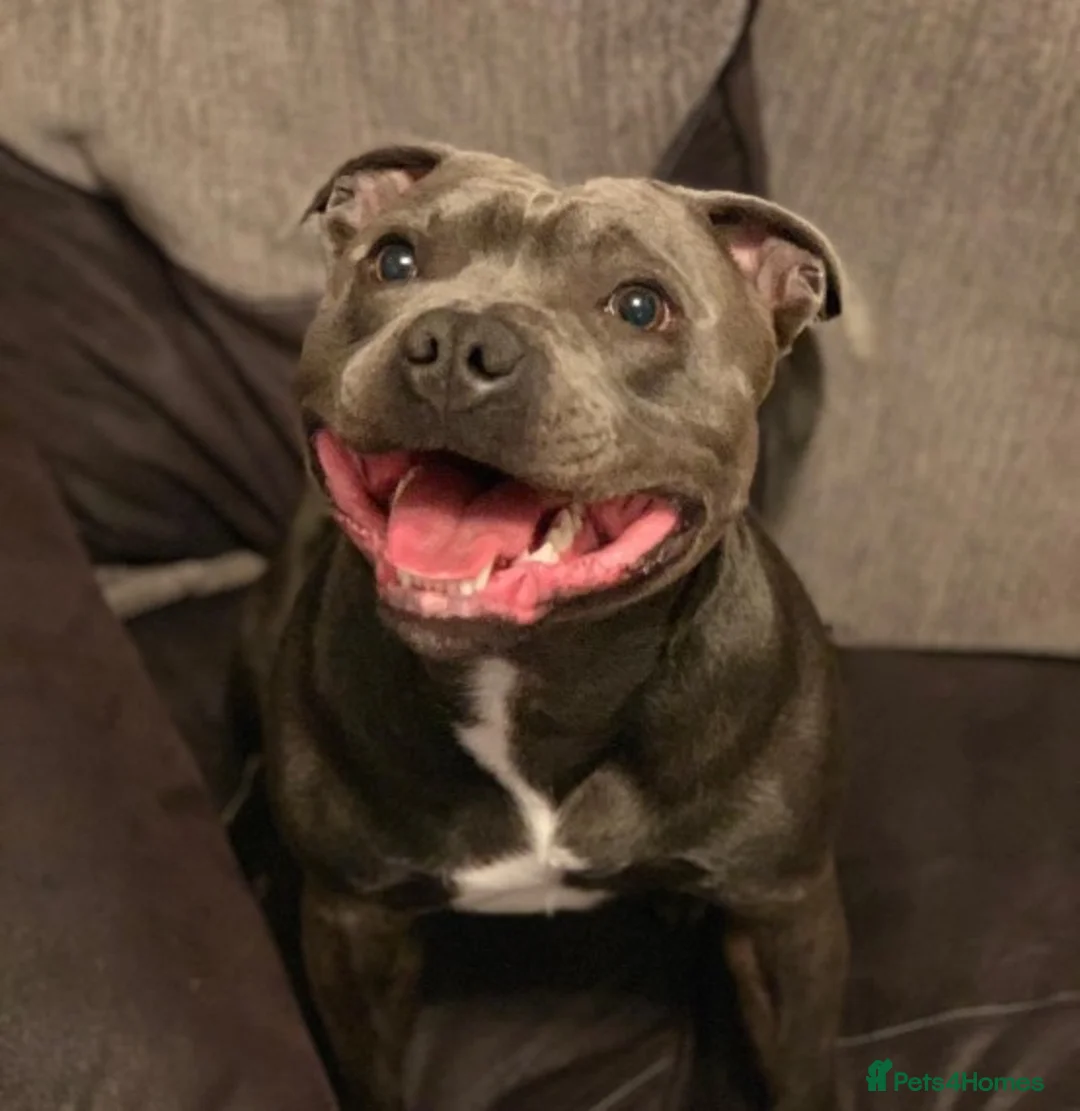 Staffordshire Bull Terrier dogs for stud: Blue Staffordshire bull terrier proven stud in Port Glasgow - Advert 2