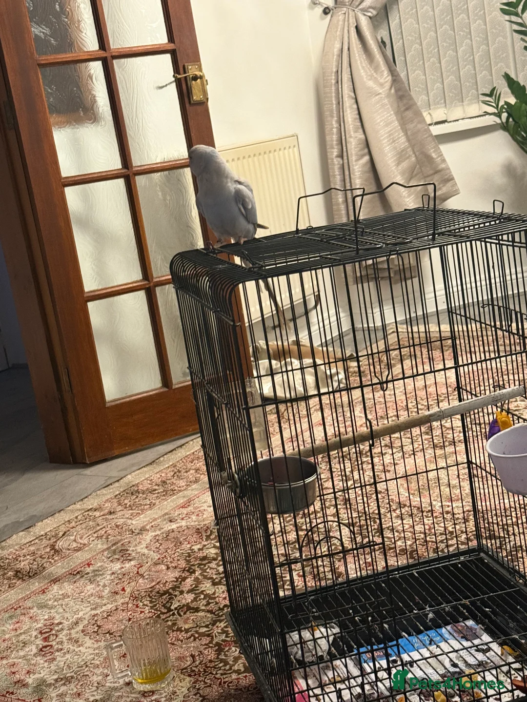 Parrots birds for sale: Indian Ringneck Parrot in Birmingham - Advert 7