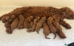 Goldendoodle dogs for sale: Outstanding Quality health tested Goldendoodles  - Image 2
