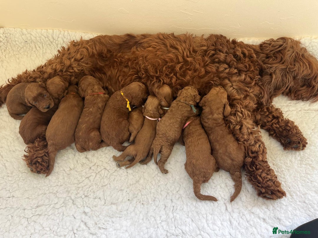 Goldendoodle dogs for sale: Outstanding Quality health tested Goldendoodles  - Image 2