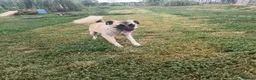 Mixed Breed dogs for adoption: Rodney - Norwich Norfolk  - Advert 11