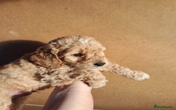 Cockapoo dogs for sale: Beautiful F1 Cockapoo puppies - Image 19