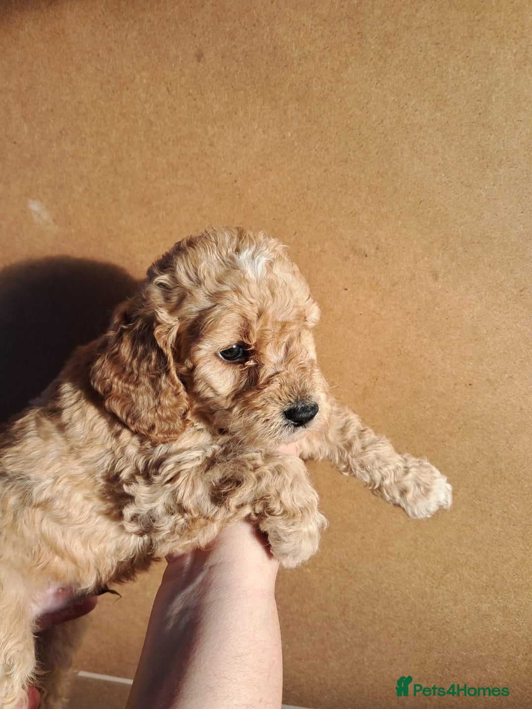 Cockapoo dogs for sale: Beautiful F1 Cockapoo puppies - Image 19