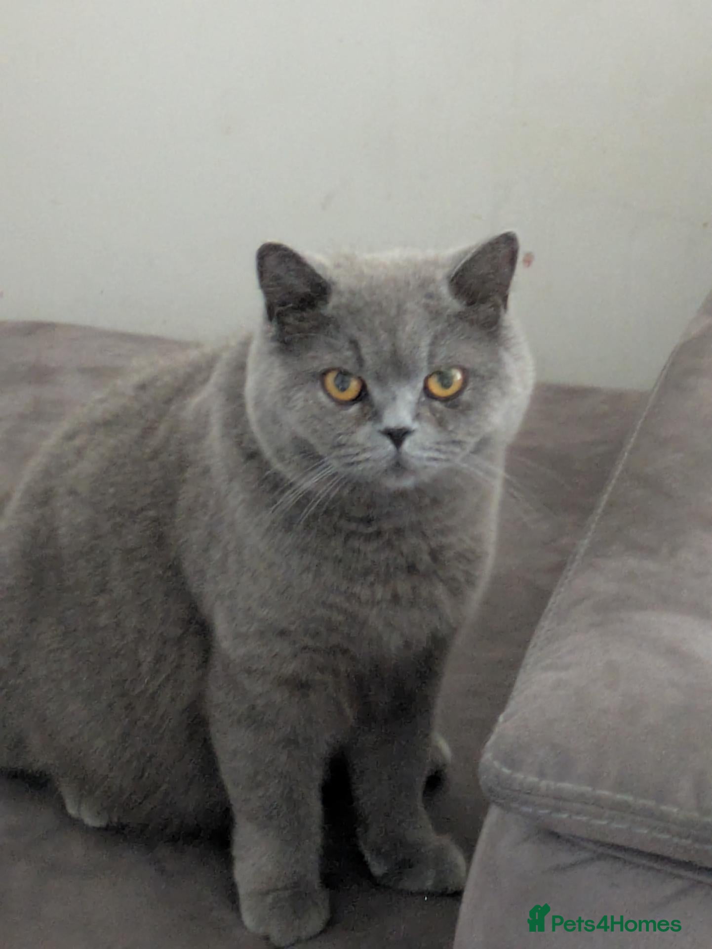 British Shorthair cats British shorthair cross kittens  - Advert 1