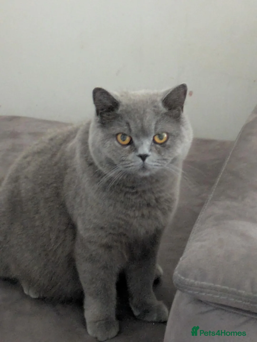 British Shorthair cats for sale: British shorthair cross kittens  - Advert 1