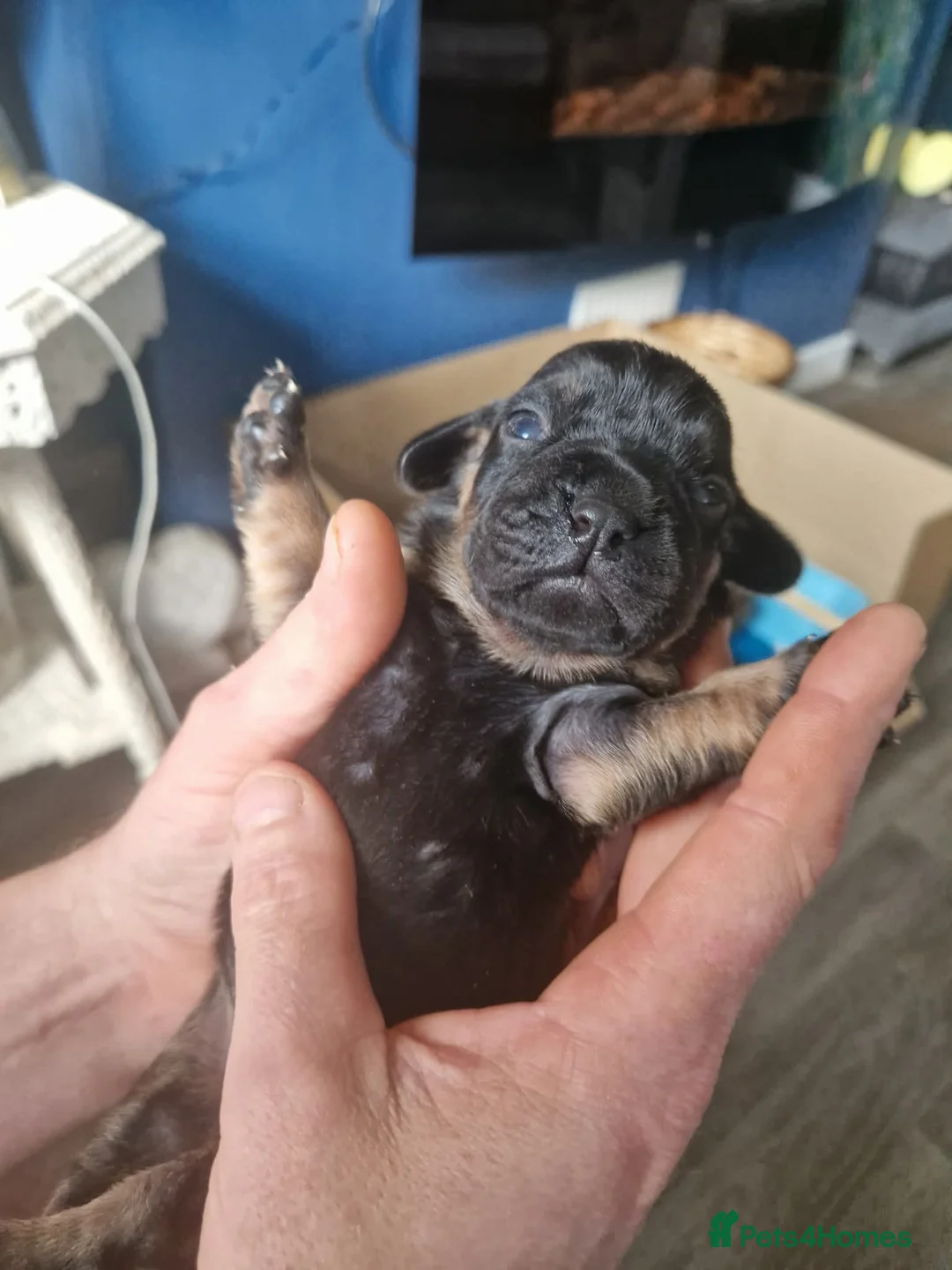 Mixed Breed dogs for sale: Frockers  in Hull - Advert 2