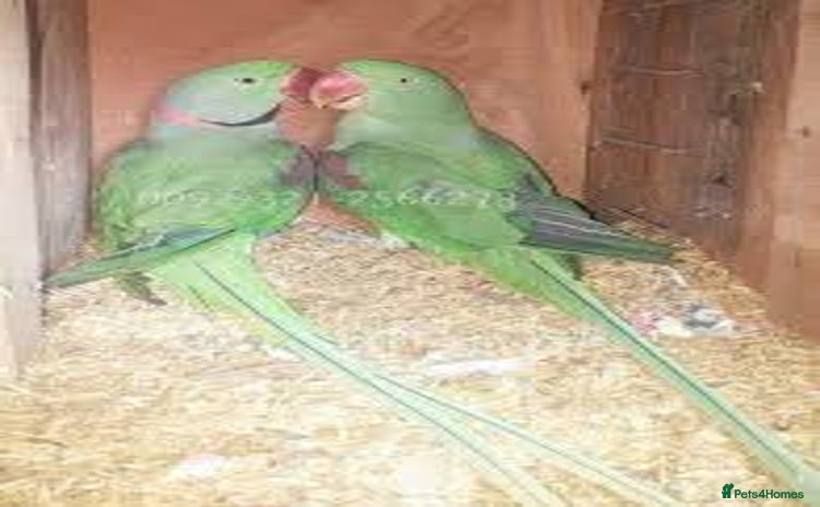 Parakeets birds - Advert 1