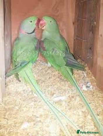 Parakeets birds - Advert 7