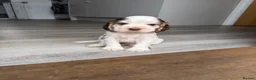 Cocker Spaniel dogs for sale: Beautiful DNA Tested Show Cocker Spaniels - Advert 3