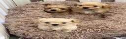 Maltipoo dogs for sale: Tiny Maltipoo Puppies  Loving Forever Home in Reading - Advert 2