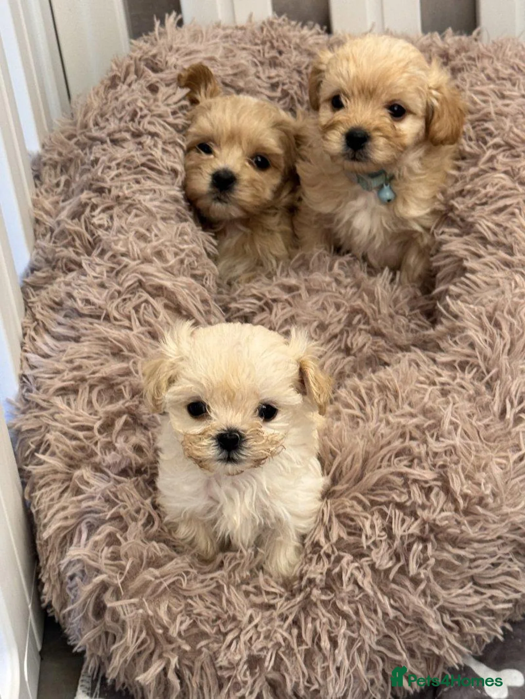 Maltipoo dogs for sale: Tiny Maltipoo Puppies  Loving Forever Home in Reading - Advert 2