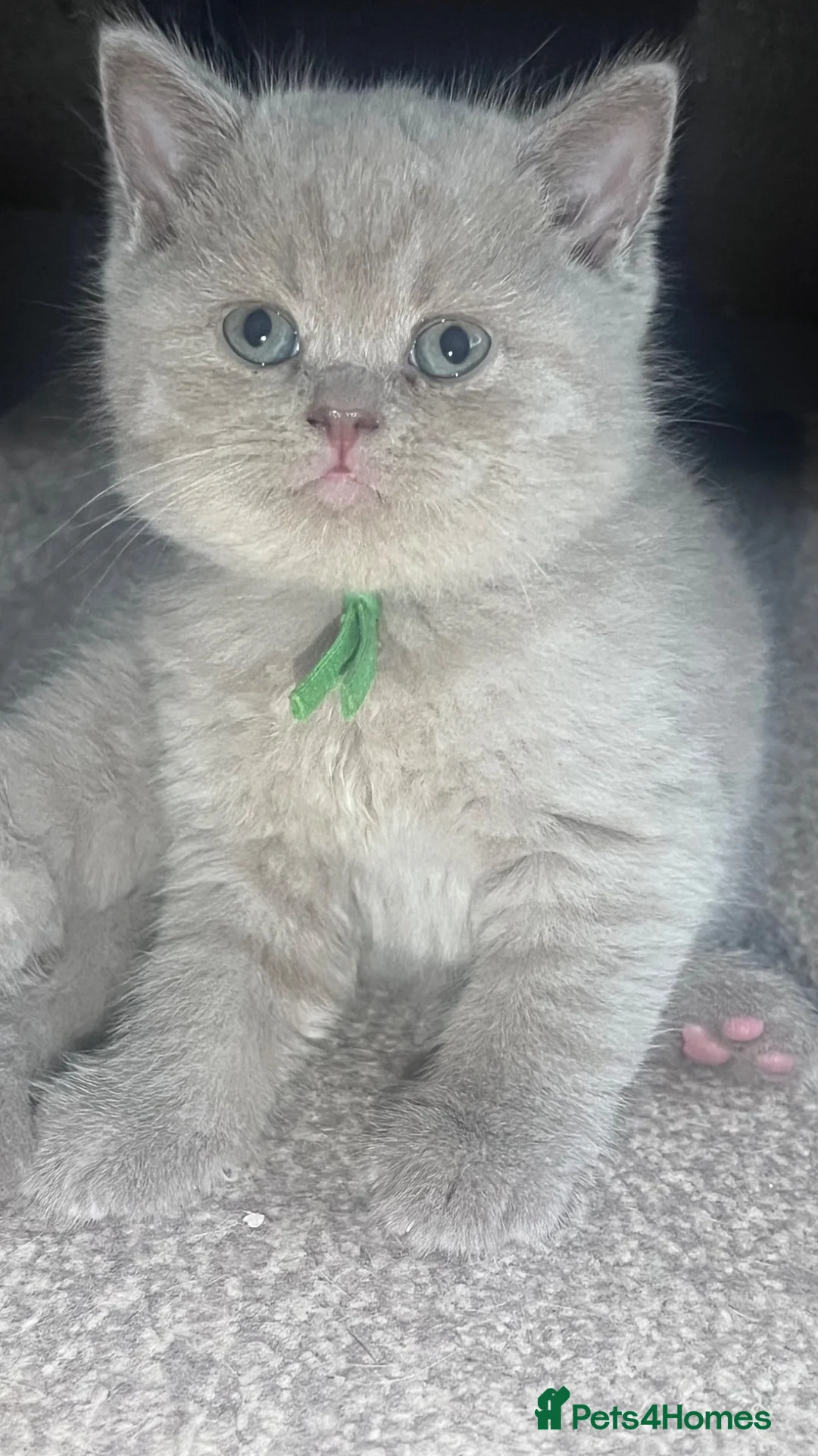 British Shorthair cats for sale: British Shorthair Fluffy Kittens 🐾  - Advert 20