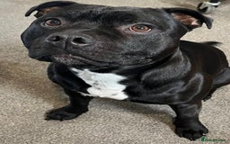 Staffordshire Bull Terrier dogs for stud: Staffordshire Bull Terrier  - Image 4