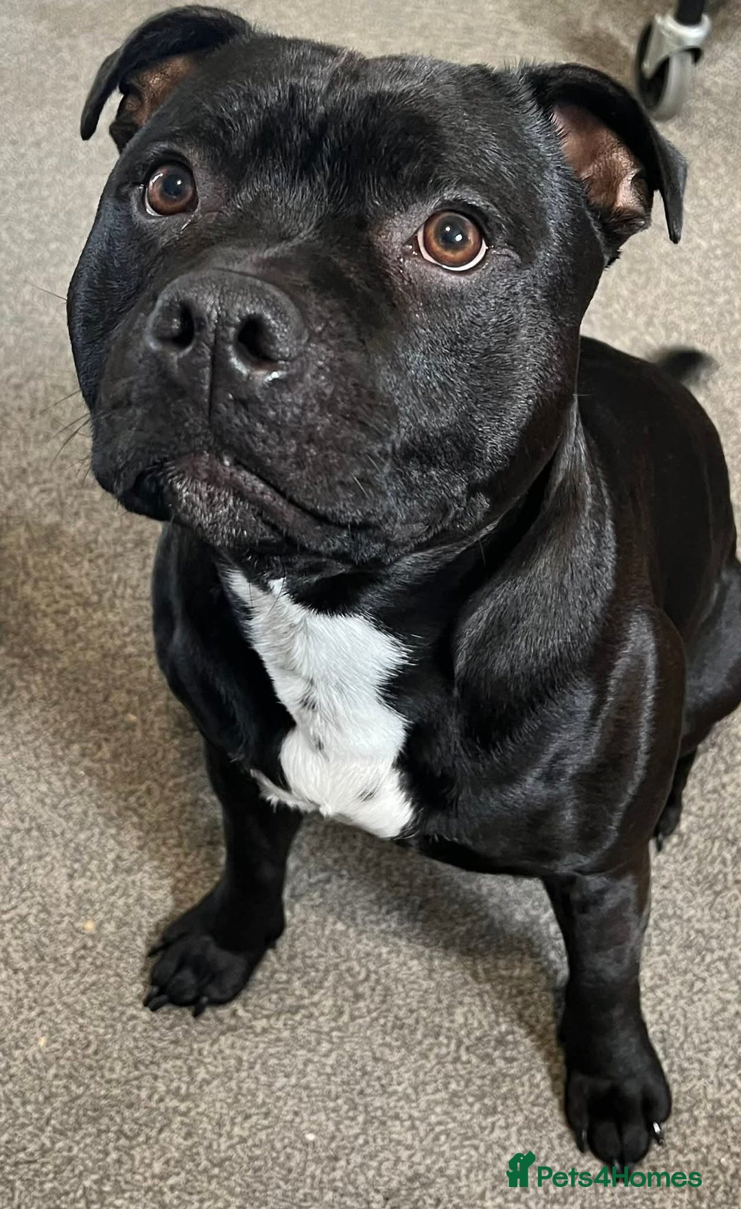 Staffordshire Bull Terrier dogs for stud: Staffordshire Bull Terrier  - Image 4