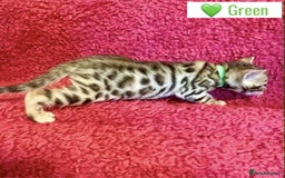 Bengal cats for sale: Beautiful Bengal Kittens  - Image 21