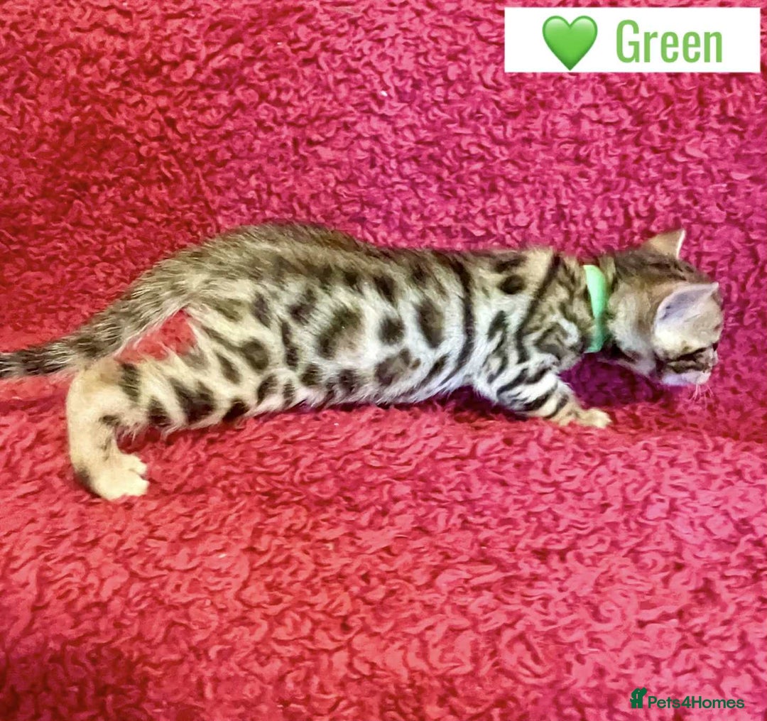 Bengal cats for sale: Beautiful Bengal Kittens  - Image 21