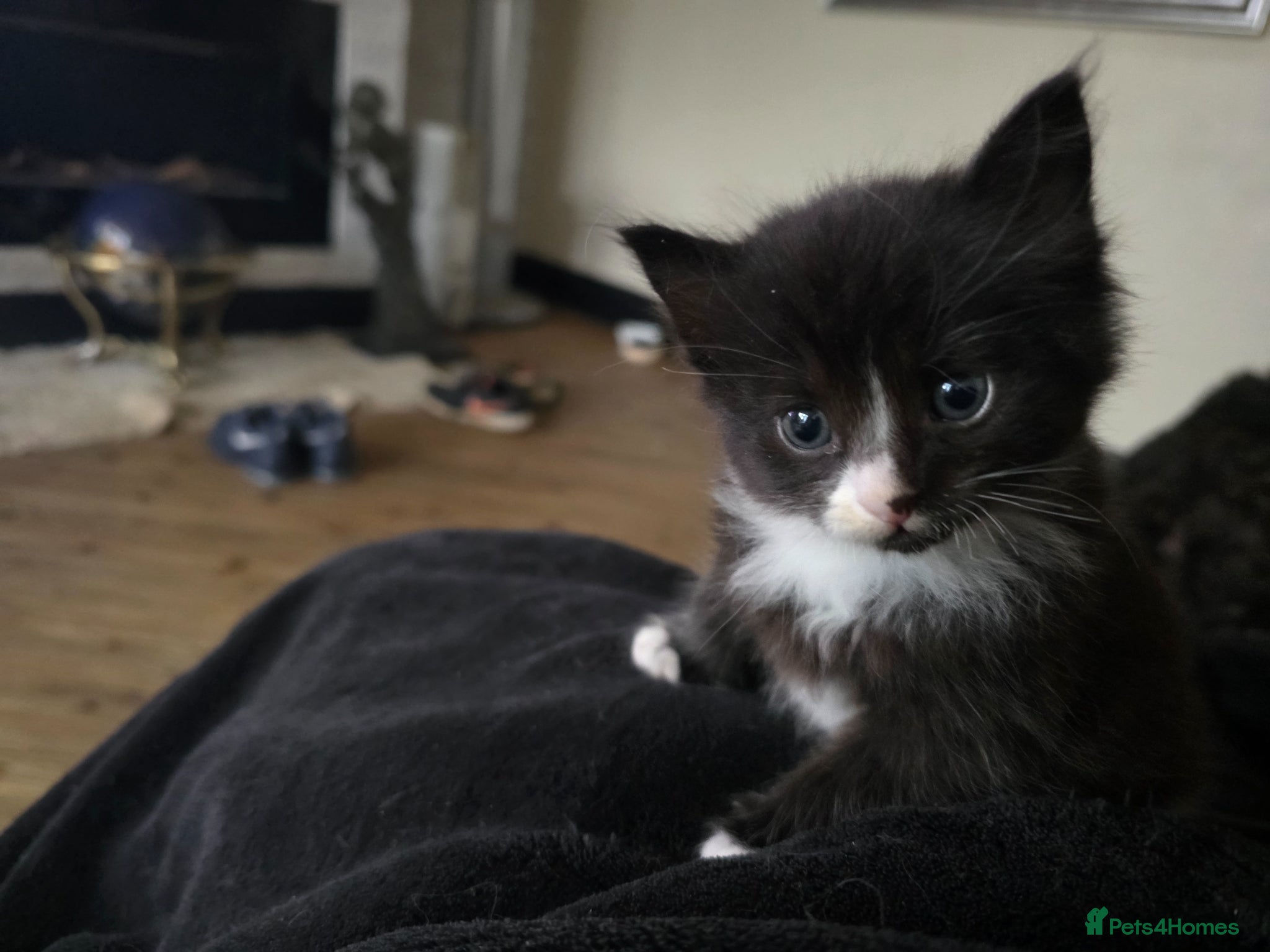 Mixed Breed cats for sale: For sale  - Advert 7