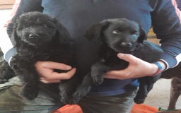 Labradoodle dogs for sale: mixed litter Black Labradoodles - Image 5